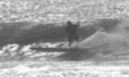 boardhound avatar