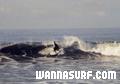 photo de surf